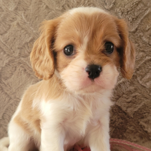 Cavalier King Charles Spaniel Puppy Brittney
