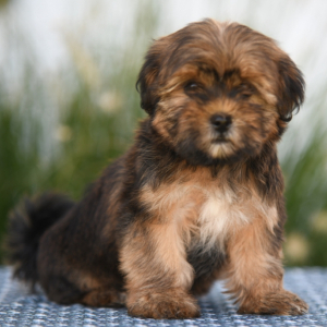 Shorkie Puppy Bonnie