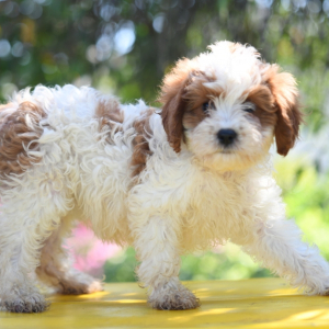 Cavapoo Puppy Angel