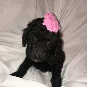 Labradoodle Puppy Liza