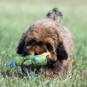 Shihpoo Puppy Debbie