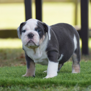 Bulldog Puppy Traeger