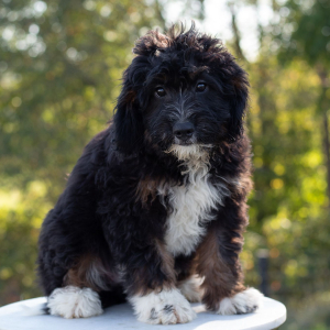 Bernedoodle Puppy Ellie