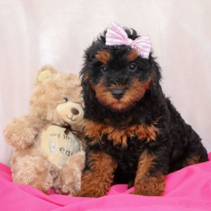 Bernedoodle Puppy Melody