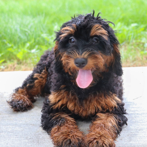 Bernedoodle Puppy Melody