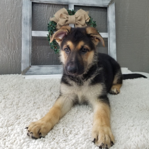 German Shepherd Dog Puppy Jasmine