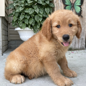 Goldendoodle Puppy Nixon