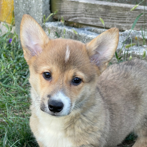 Pembroke Welsh Corgi Puppy Curtis