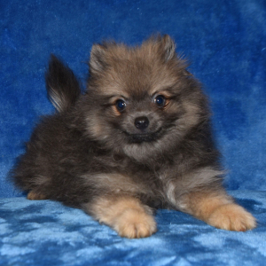 Pomeranian Puppy Patch