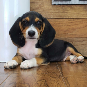 Beagle Puppy Jack