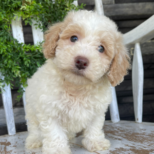 Bichonpoo Puppy Bobby