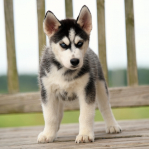 Siberian Husky Puppy Mud