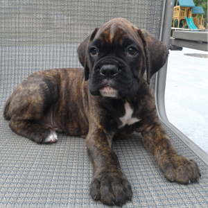 Boxer Puppy Oliver