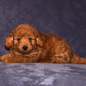 Goldendoodle Puppy Gordie