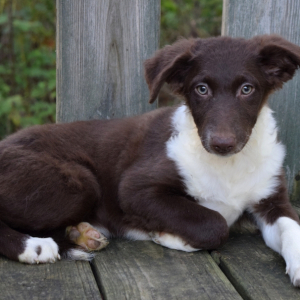 Border Collie Puppy Liz