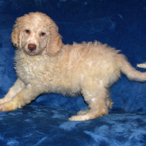 Aussiedoodle Puppy Dandy