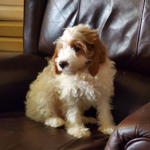 Cavapoo Puppy Todd