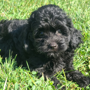 Cavapoo Puppy Buttons