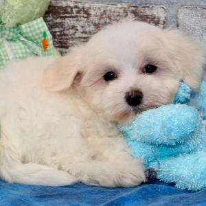 Maltese Puppy Loki