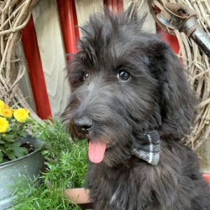 Labradoodle Puppy Sheldon