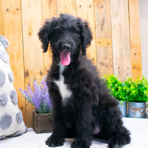 Aussiedoodle Puppy Allie
