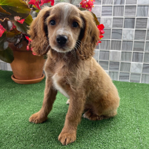 Cockapoo Puppy Zack