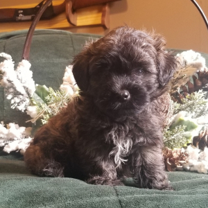 Maltipoo Puppy Max