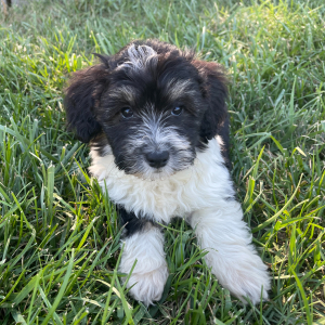Corgipoo Puppy Rita