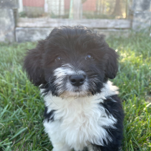 Corgipoo Puppy TJ