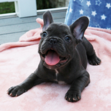 French Bulldog Puppy Buddy