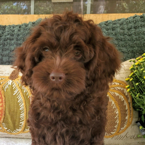 Cockapoo Puppy Mocha