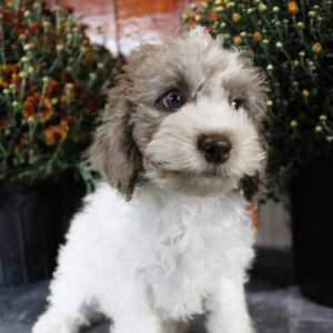 Cockapoo Puppy Lance