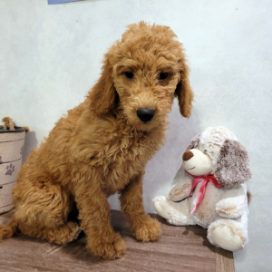 Goldendoodle Puppy Turner