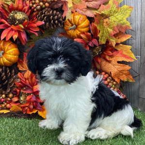 Shichon Puppy Patrick