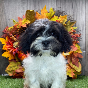Shichon Puppy Patrick