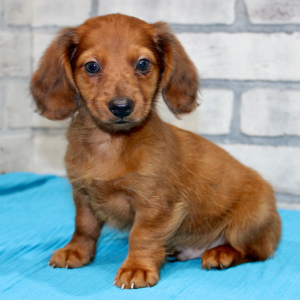 Dachshund Puppy Luke