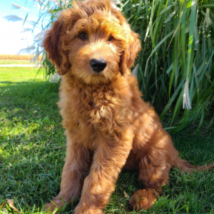 Goldendoodle Puppy Jessica