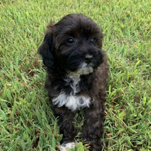Cavapoo Puppy Espresso