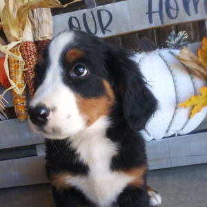 Bernese Mountain Dog Puppy Amber