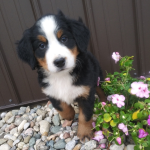 Bernese Mountain Dog Puppy Arlo