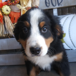 Bernese Mountain Dog Puppy Arlo