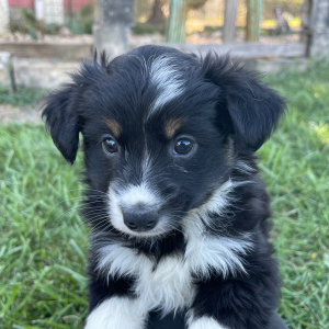 Australian Shepherd Puppy Ryan