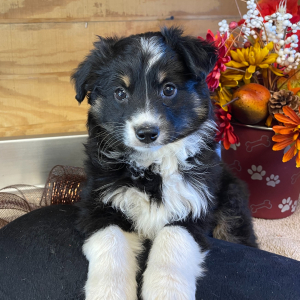 Australian Shepherd Puppy Ryan