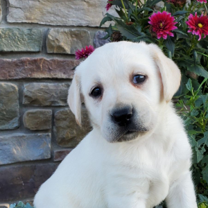 Labrador Retriever Puppy Lilly Mae