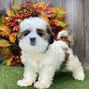 Shih Tzu Puppy Heather