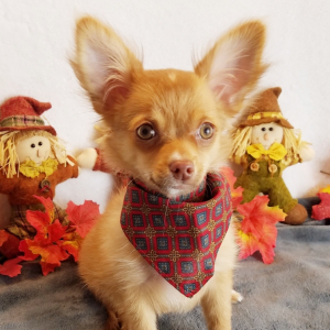 Chihuahua Puppy Teddy