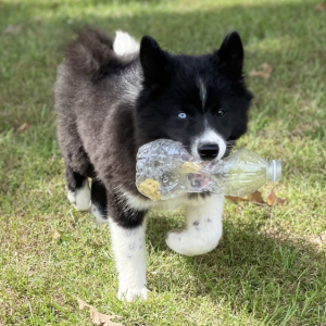Pomsky Puppy Millie