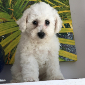 Bichon Frise Puppy Taffe