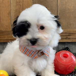 Maltipoo Puppy Skippie