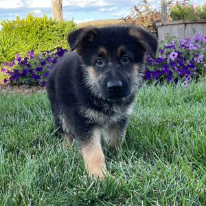 German Shepherd Dog Puppy Galen